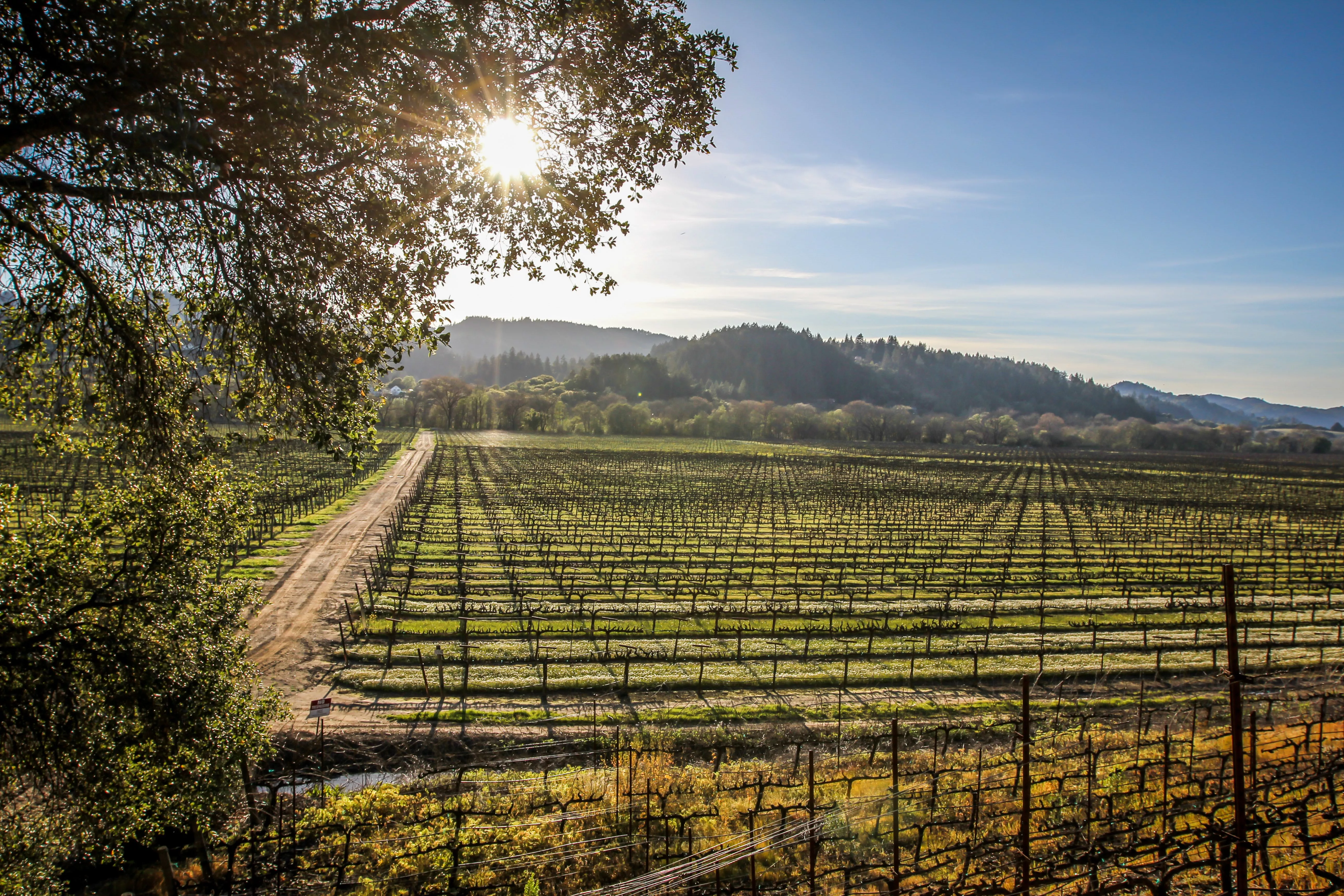 wilsonwinery03062015_final2-2-jpg