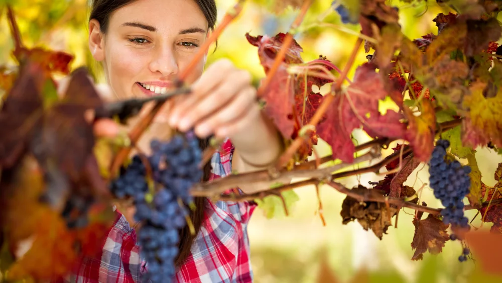 smilingwomanharvestinggrapesinautumnvineyard