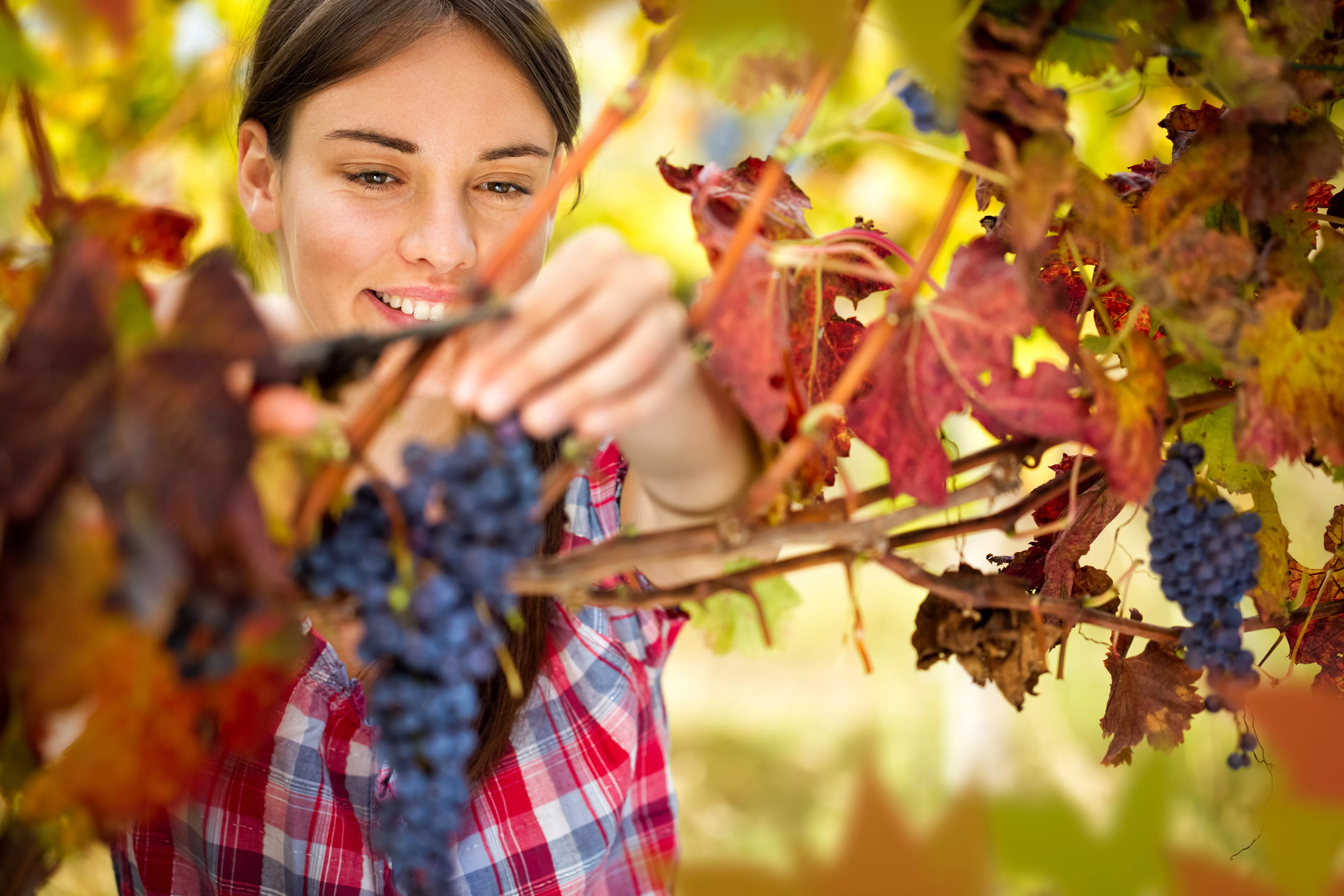 smilingwomanharvestinggrapesinautumnvineyard