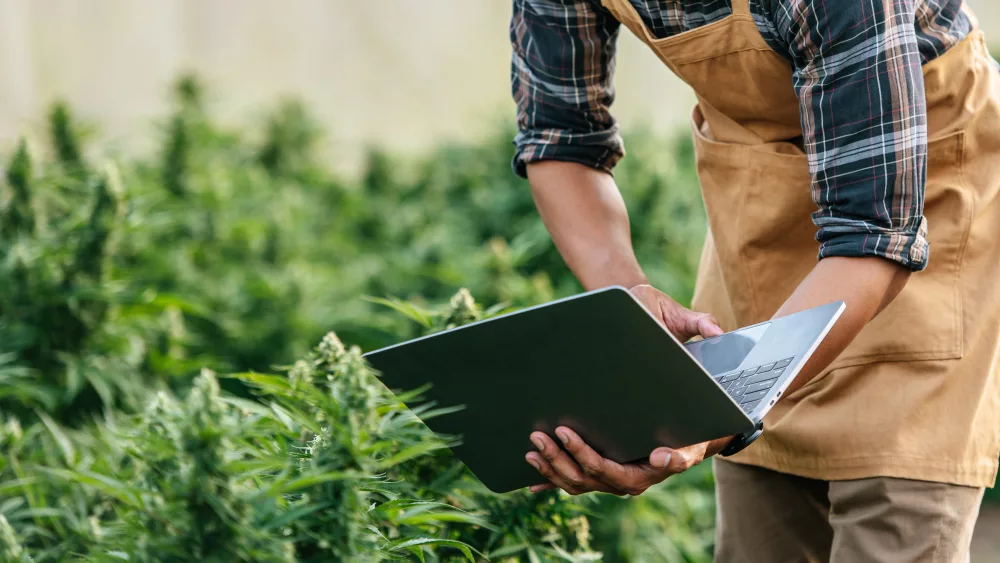 asianmanmarijuanaresearchercheckingmarijuanacannabisplantationincannabis