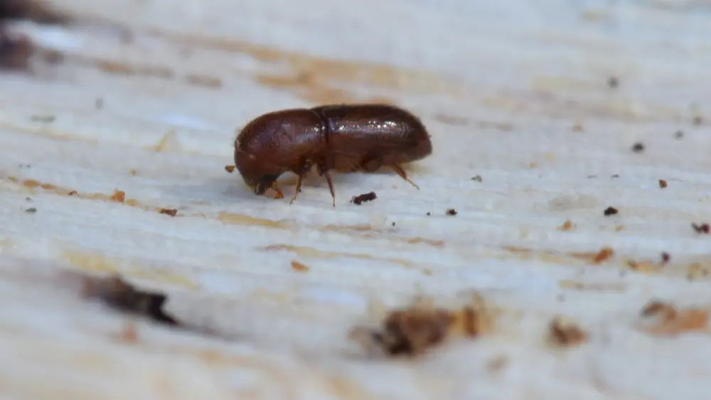 mediterranean-oak-borer-beetle-curtis-ewing
