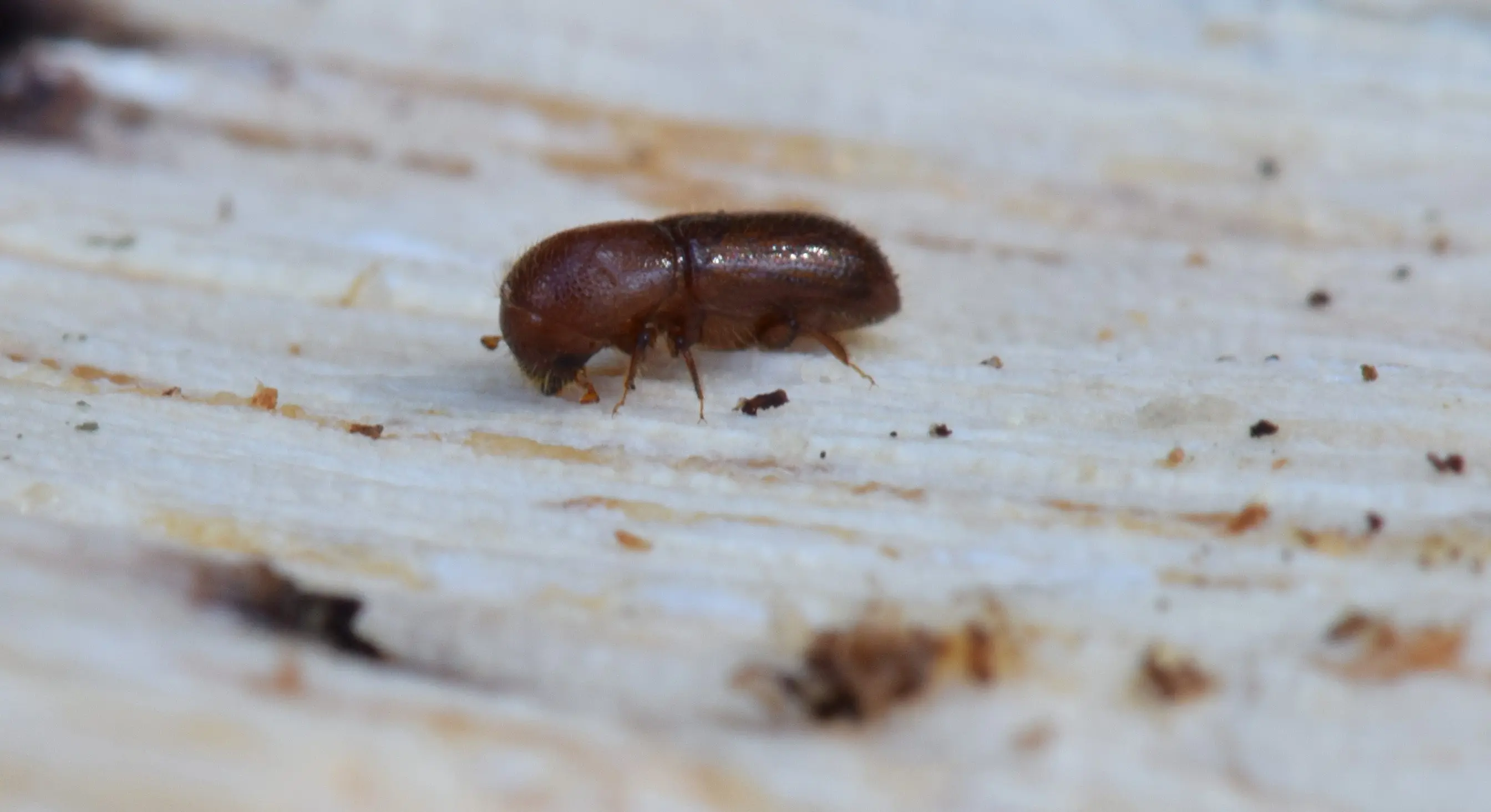 mediterranean-oak-borer-beetle-curtis-ewing
