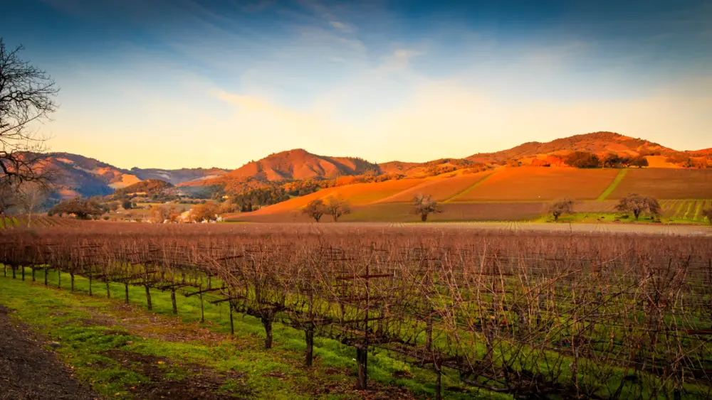 alandscapeviewofsonomavalleyvineyardsatsunsetwith