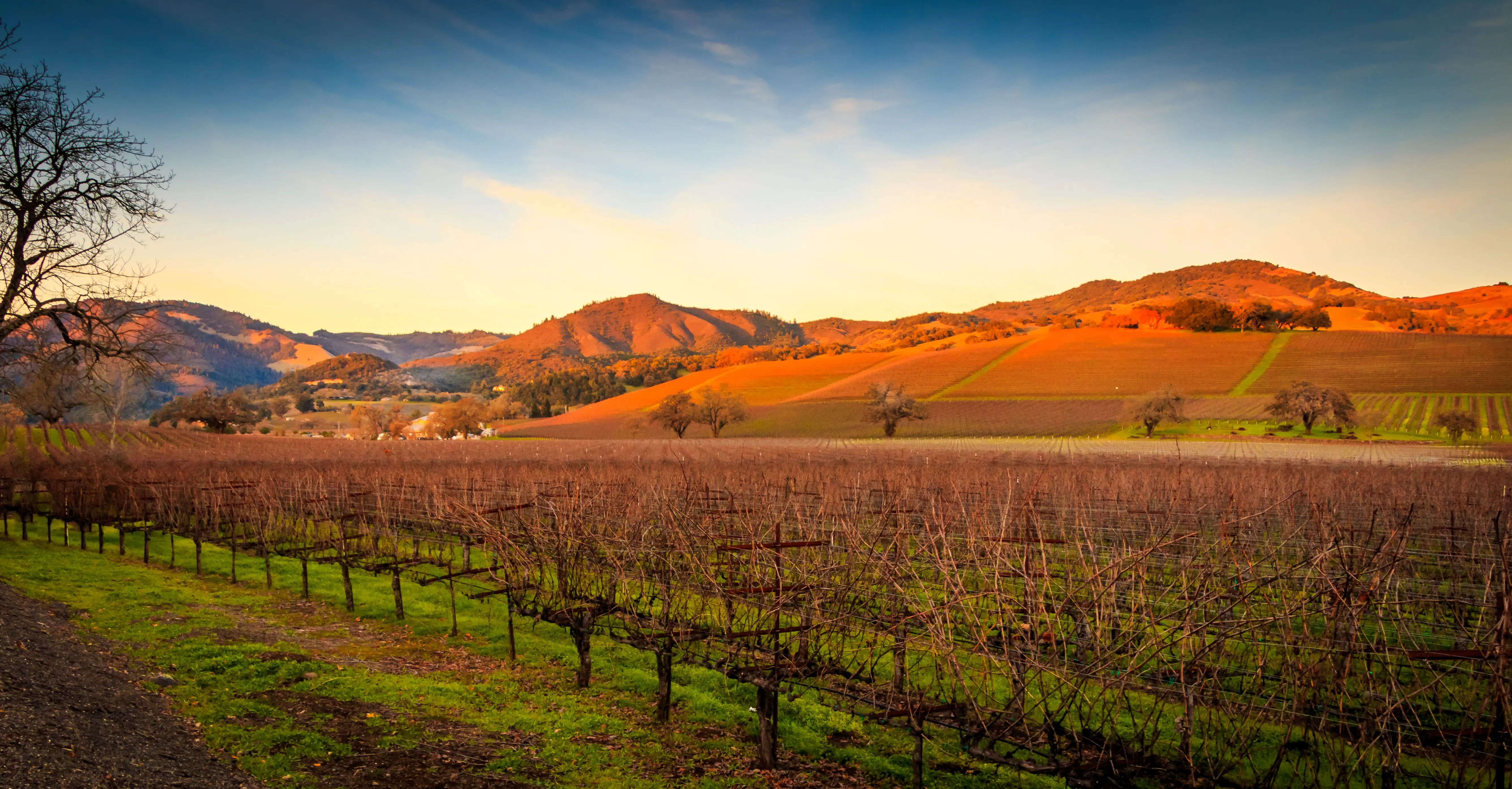 alandscapeviewofsonomavalleyvineyardsatsunsetwith
