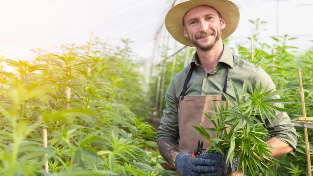 farmergrowinghempandcheckingplantsgrowth-malecannabisfarmerchecking