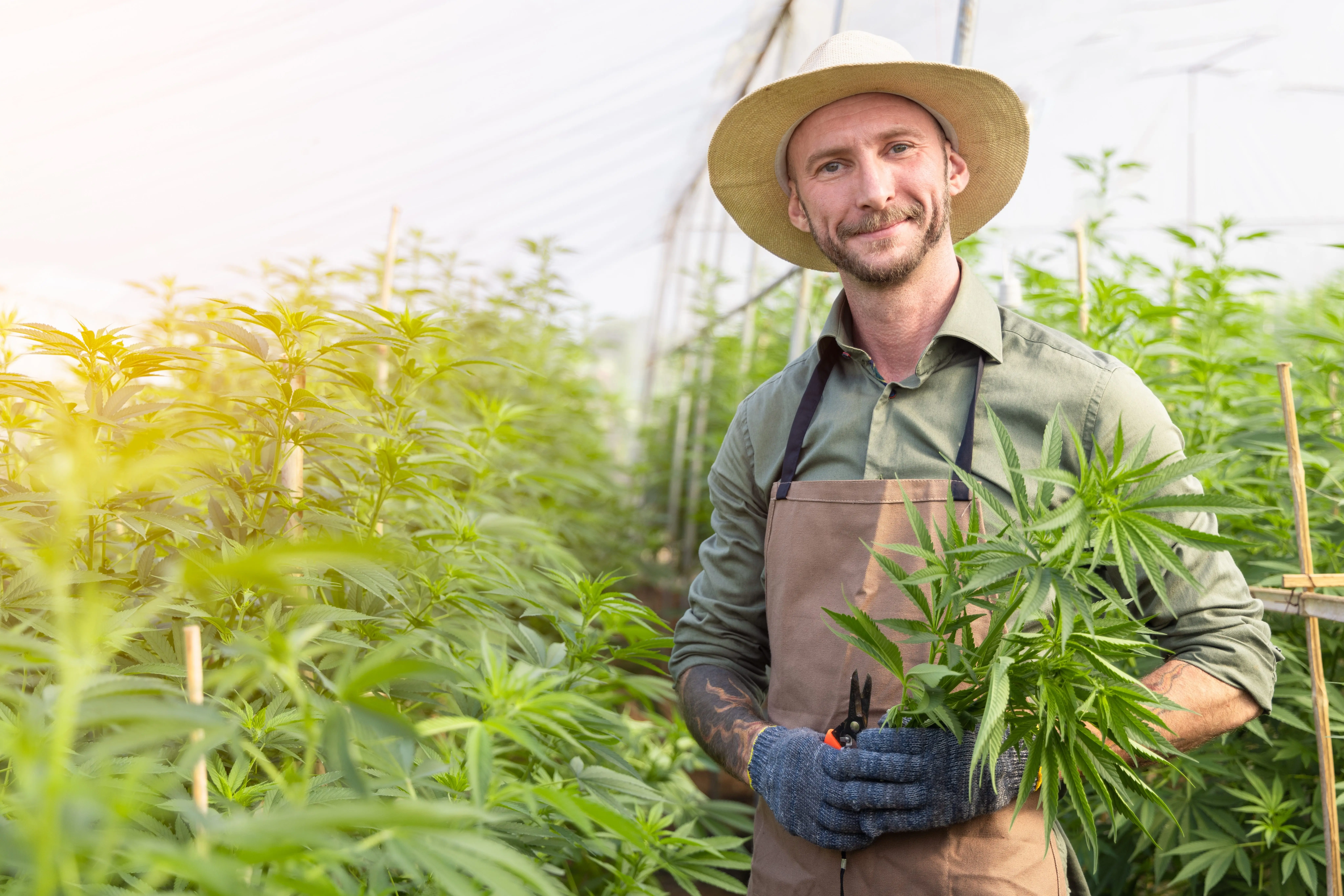 farmergrowinghempandcheckingplantsgrowth-malecannabisfarmerchecking