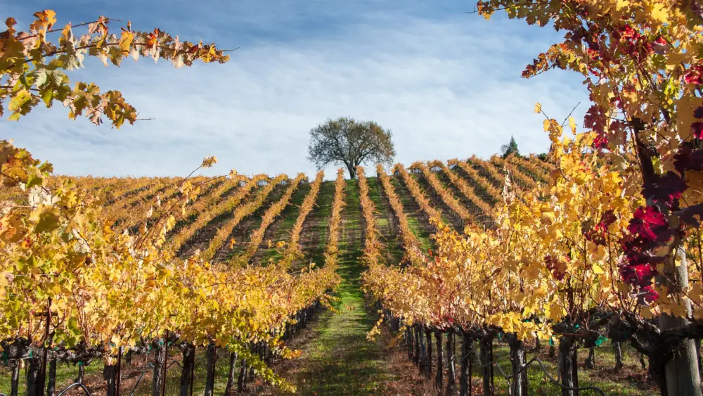 vineyardsofalexandervalleyinsonomacounty