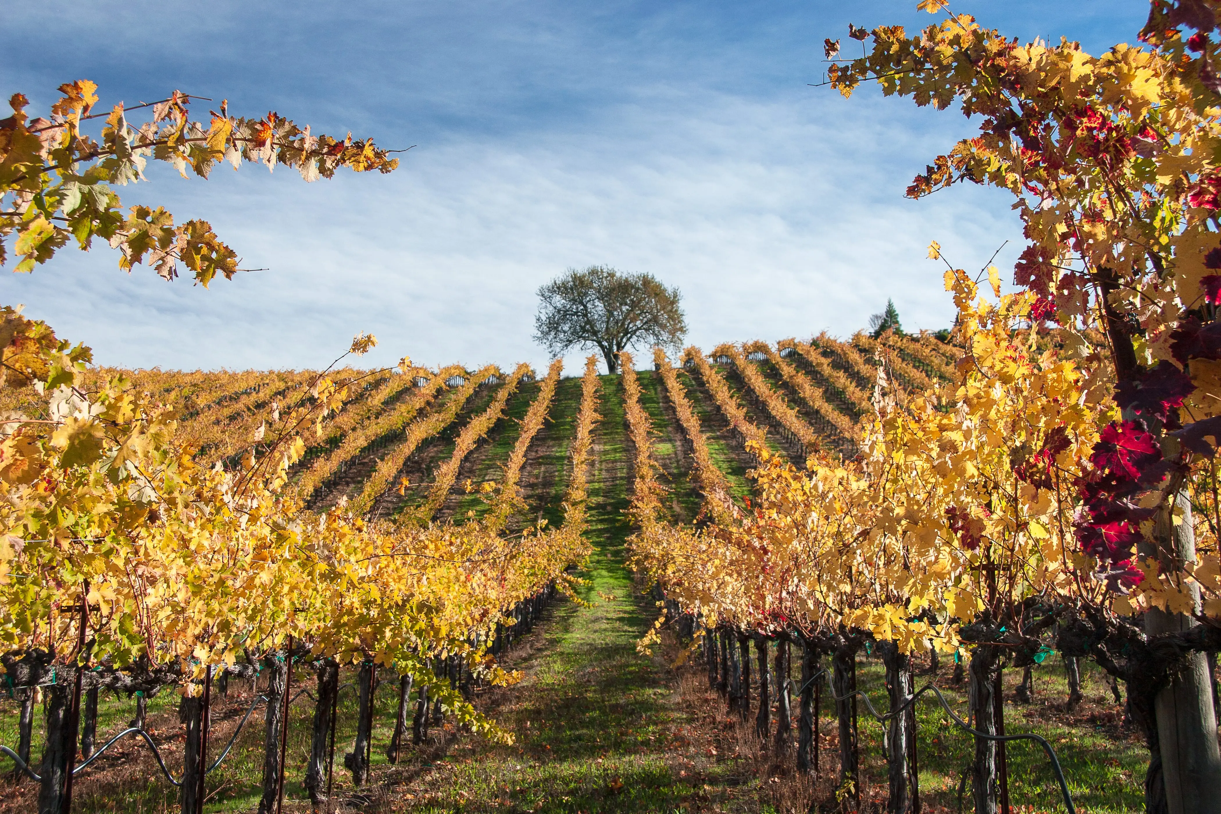 vineyardsofalexandervalleyinsonomacounty