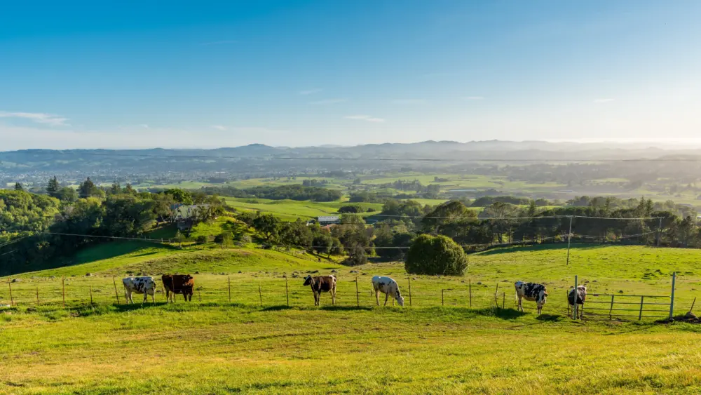 sixcowsonsonomasgreenhillsduringdaytime