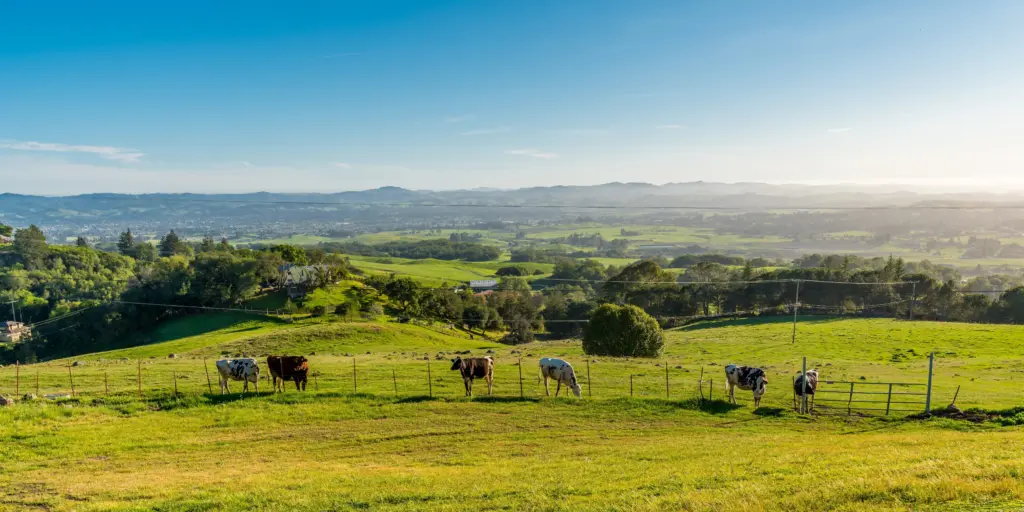 sixcowsonsonomasgreenhillsduringdaytime