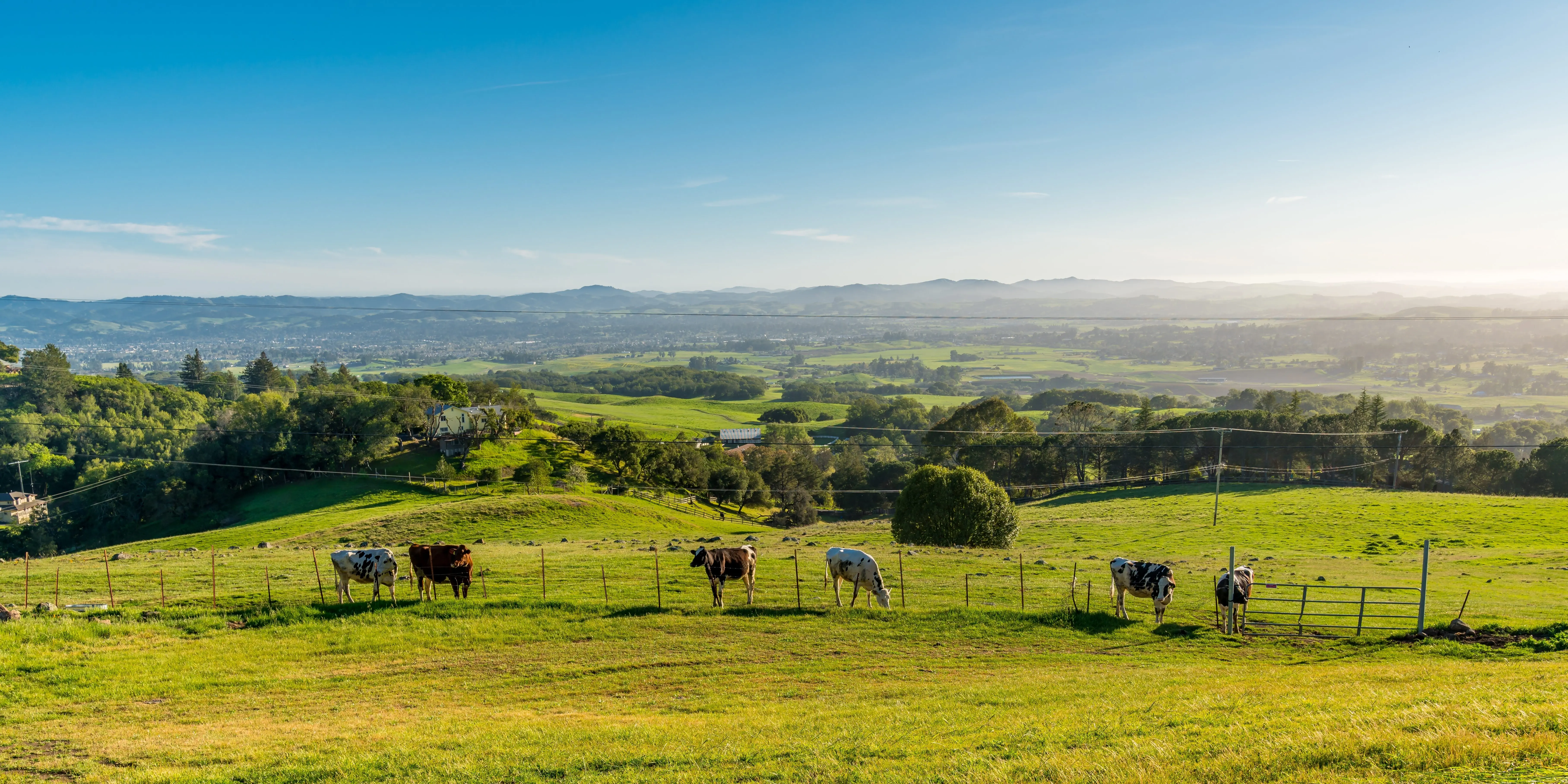 sixcowsonsonomasgreenhillsduringdaytime