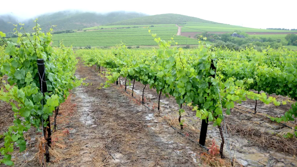alandscapeimageofvineyardsinsouthafrica