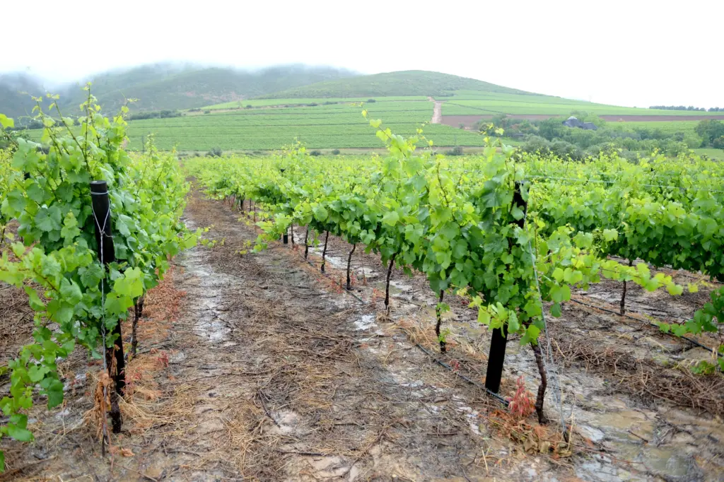 alandscapeimageofvineyardsinsouthafrica