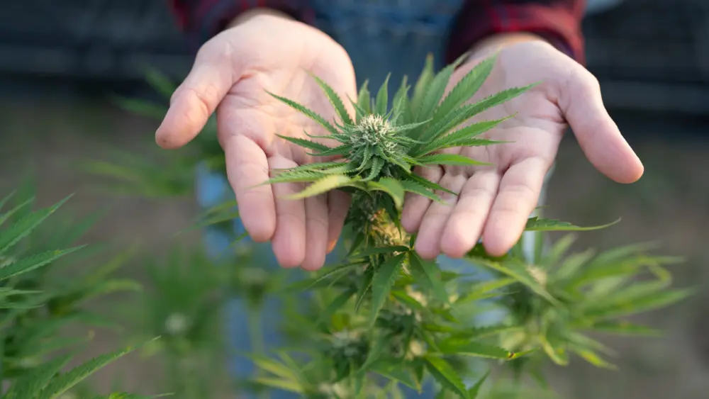 outdoormarijuanafieldhemporcannabisplantflowerleavesfarm