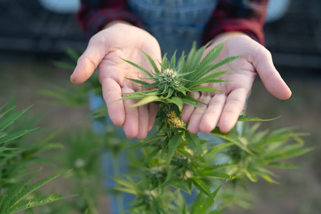 outdoormarijuanafieldhemporcannabisplantflowerleavesfarm