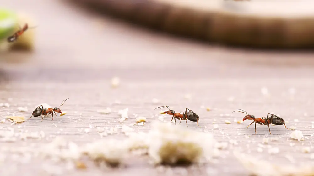 houseantswalkingaroundthehouseredantonthe