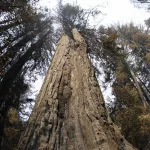 et-redwood49245248718409