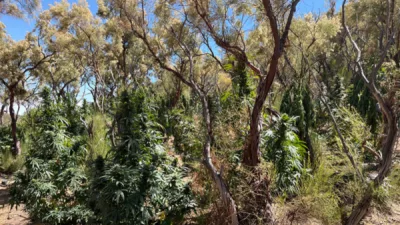 id5751742-cannabis-california-parks-600x400925375-1