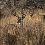 white-tailed-deer100199