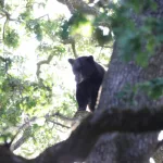 id5679666-bear-tree-california-600x400388856-1