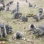 id5738867-raccoons-ap24283786032071-600x400876119-1