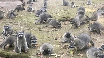 id5738867-raccoons-ap24283786032071-600x400876119-1