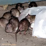 id5629161-new-york-rats-ap24103810833166-600x400305458-1