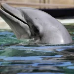 dolphin-at-dolphinaris-arizona272685