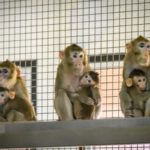 id5756408-monkeys-with-babies-600x400265634-1