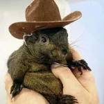 id5759509-pet_squirrel_seized_24306770085935-600x400332167-1