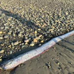 id5759707-oarfish-san-diego-600x400228522-1