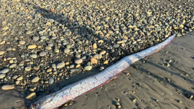 id5759707-oarfish-san-diego-600x400228522-1