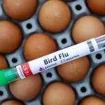 id5669412-bird-flu-test-tube-lsedit-600x400138066-1