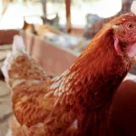 id5766856-chicken-gettyimages-1430868407-600x400851006-1