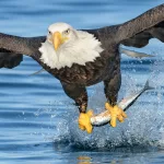 bald-eagle-340_alan-murphy745666