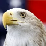 id5781676-bald-eagle-ap24359799673148-600x400645167-1