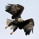 id5561438-bald-eagle-flies-600x400729284-1