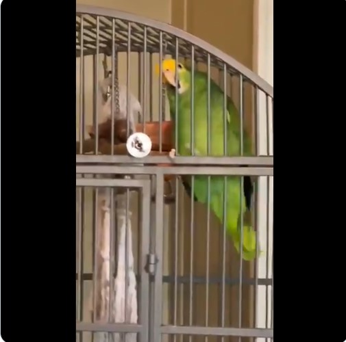 Parrot Sings Led Zeppelin - Vimarsana News
