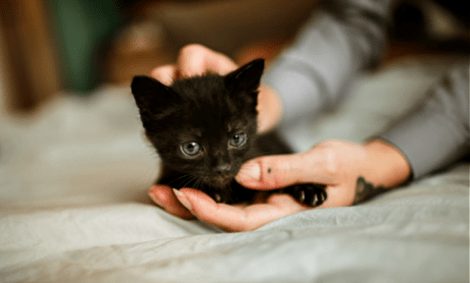 Cat That Lived in Collapsed Surfside Condo Tower is Found Safe - Vimarsana News