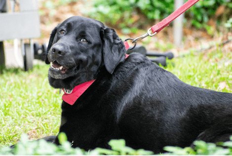 Firefighters Help Save the Life of Veteran's Service Dog | Star 104.5 - Vimarsana News