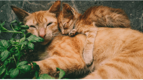 Deployed Soldier Calls In The Troops To Bring Rescue Cat Home With Her. - Vimarsana News
