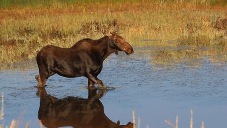 b19a8395a_jimshuler_sep5_2017