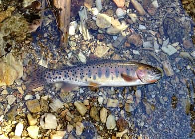 cutthroat-trout-slam
