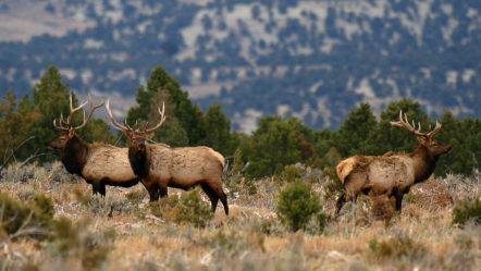 bull-elk-permits