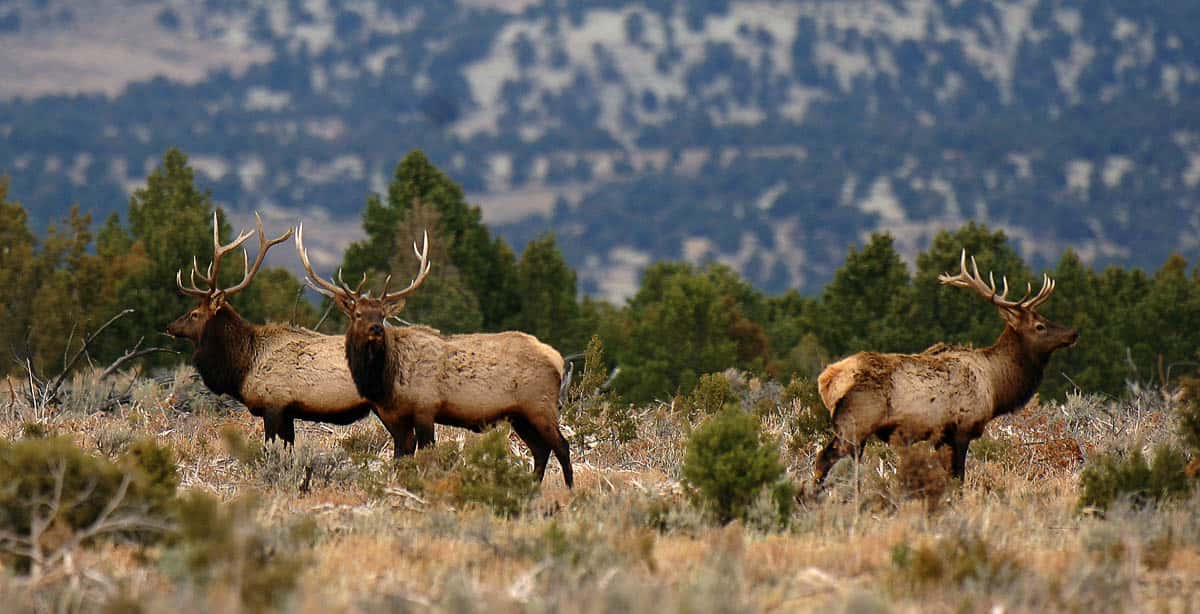bull-elk-permits