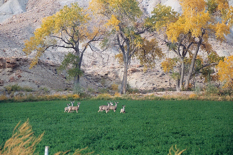 deerdepredation_huntingtoncanyon-3