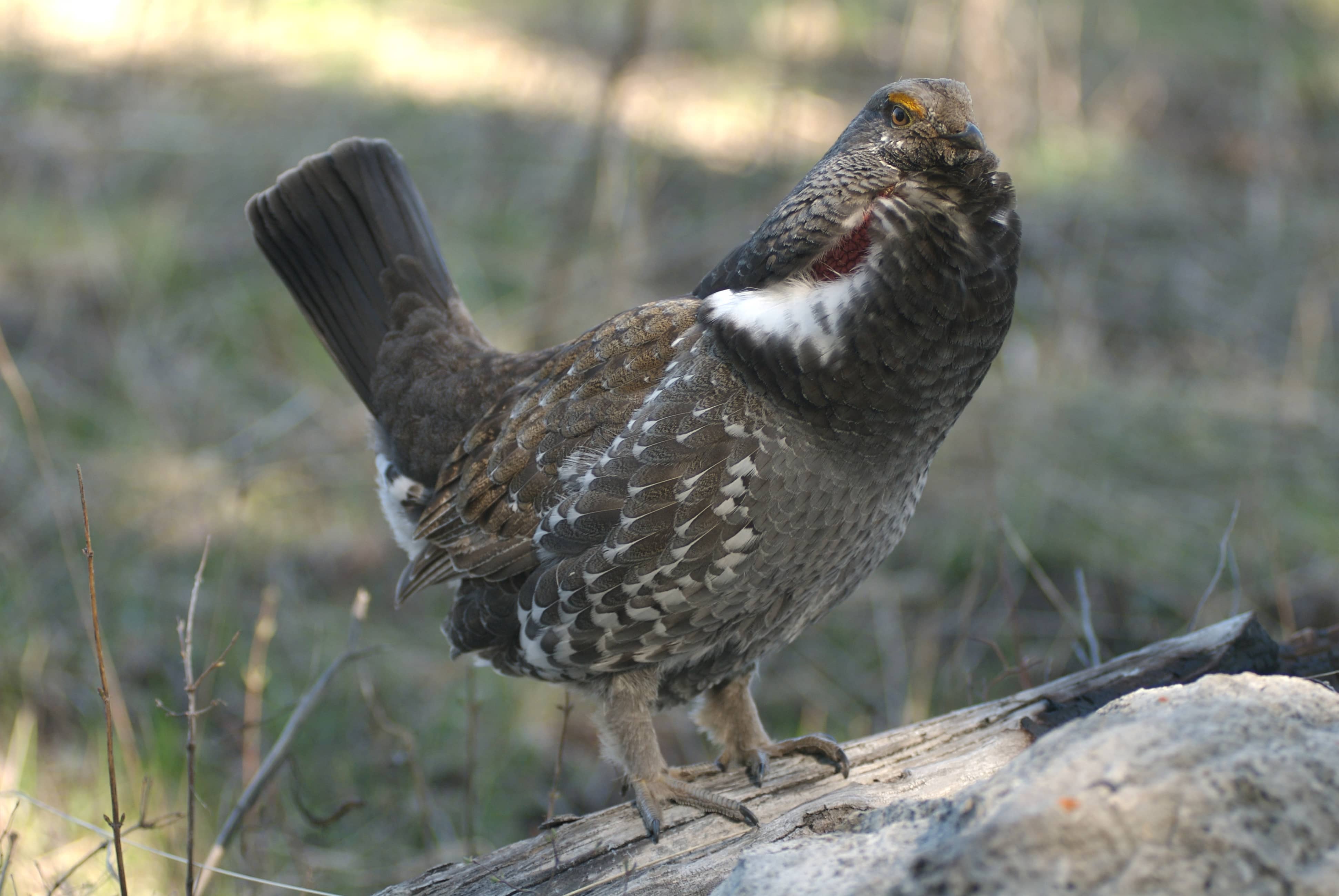 bluegrouse_onlog5-18-09