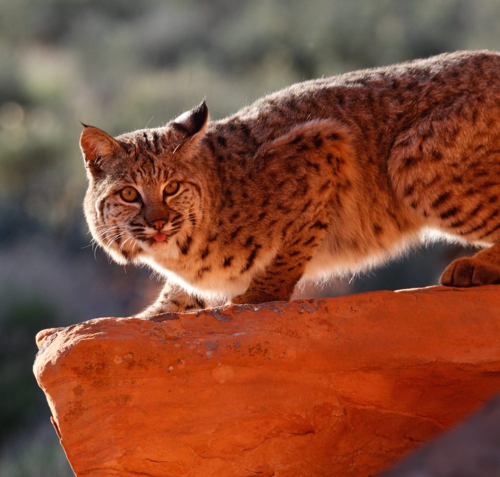 utah-wildlife-board-approves-bobcat-cougar-hunting-regulations-for