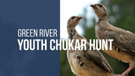 chukar-hunt