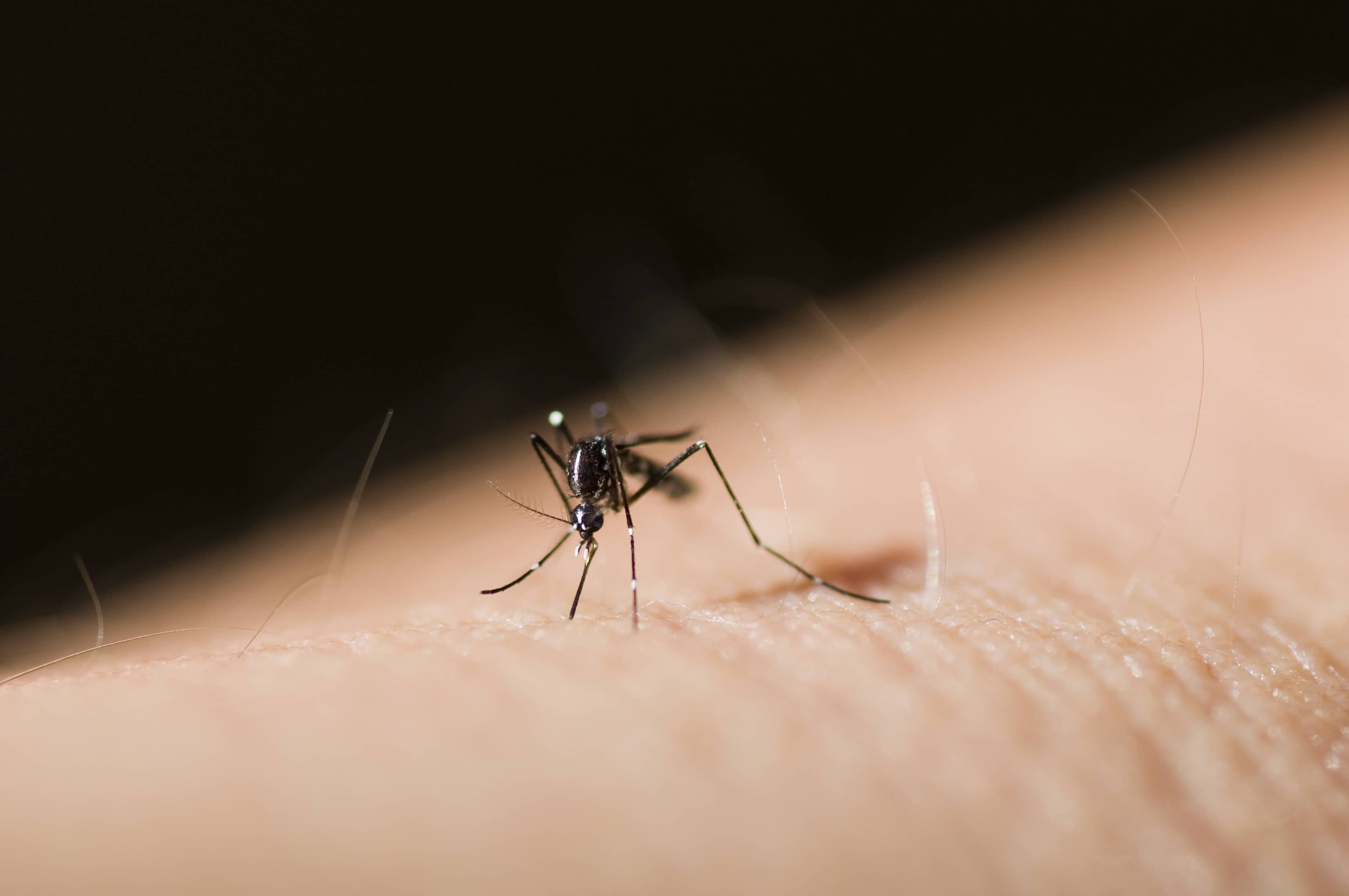 asian-tiger-mosquito-or-forest-day-mosquito-aedes-albopictus-stegomyia-albopicta